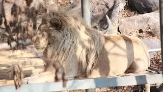 Kabul Zoo (Kabul zoo have the most unique animals).