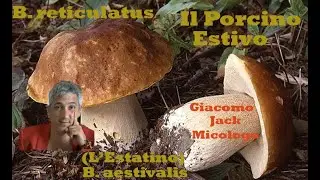I Porcini Estivi o 