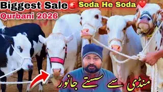 Karachi Ki Qurbani 2026 Ki Sab Se Sasti Cow Mandi 😍 | Bachra Or Bachriya Offer Me ❤️ Cow Mandi 2026