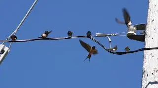 Summer swarm of Barn Swallows fluttering on an electric pole.
