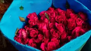 AgroScience | Expresa el Potencial Gen&eacute;tico en Rosas