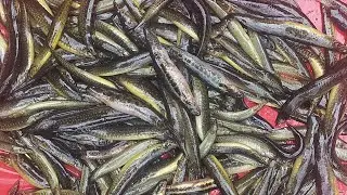 Fish market Assam  🇮🇳
