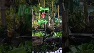 #enchantingnature  #highlightseveryone #youtubeshorts ...l
