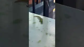 A Gecko Trying to Drink My Coffee