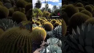 Tracy Explores The Huntington Library, Art Museum, & Botanical Gardens [Cali] | Traveling with Tracy