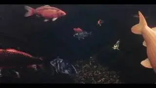 Koiteich hautnah &ndash; Unterwasser gefilmt