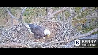 Berry College Eagles:  Egg #1 2021 12 05