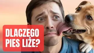 Dlaczego pies nas liże? Prawdziwe znaczenie tego zachowania