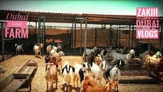Dubai goat investment farm business