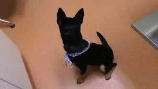 Juno the Puppy - 1 week after - Hernia Surgery