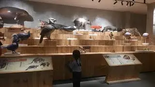 Animalium BRIN