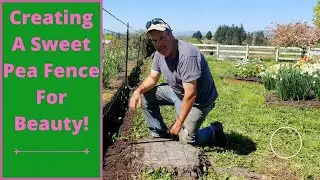 Creating A Sweet Pea Fence!
