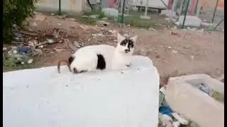 Homeless Hungry Cats Near Me