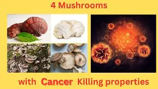 4 Medicinal Mushrooms to Kill Cancer