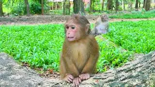 Adorable abandoned monkey Baila, Conversation​ with two brothers, Expressing her feelings​ but....