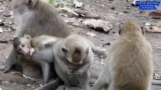 Amazing monkey group playing very happy.