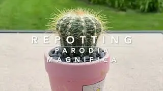 Repotting Parodia Magnifica With The Cactus Guy
