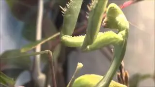 praying mantis catches a cellar spider / Gottesanbeterin schnappt sich eine Zitterspinne