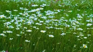 Spring Wildflowers in the Wind 🌼 | 4K Relaxing Nature Video