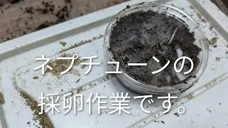 ネプチューンの採卵作業です。