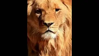 🦁Lion Series #0236