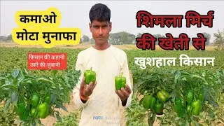 शिमला मिर्च की वैज्ञानिक खेती | farming|chilli|Basf intrepid insecticide| Pgr