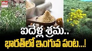 ఐదేళ్ల శ్రమ..భారత్ లో ఇంగువ పంట... !  | Asafoetida | Sagubadi | Hing Farming | EHA TV