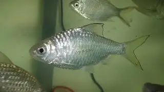 Mystacoleucus obtusirostris @ Masai/Sia (Malaysia)