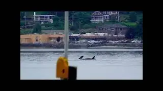Sinclair Inlet Seal Hunt 06 14 23