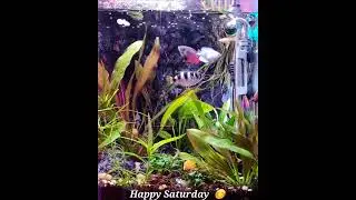 Short time-lapse  of my planted Aquarium.  Happy Saturday