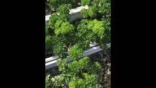 Hydroponics
