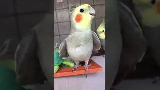 Calopsita canela cantando ( filhote com 4 meses) mansa