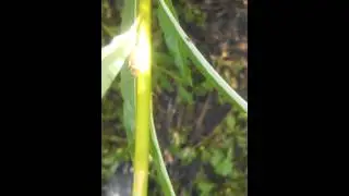 Spined Soldier Bug (Podisus maculiventris) & Willow Leaf Sawfly larva (Nematus ventralis)