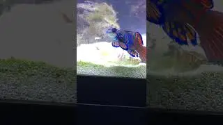 Meet Momo (Green mandarin dragonet) Eating frozen!!!
