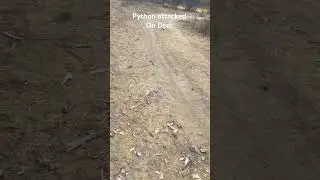 Python attacked on deers in jungle #ytshorts #trending #viral #python #rajajinationalpark #shorts