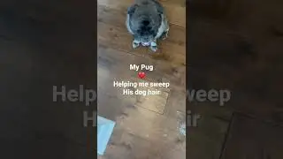 My pug helping me with housework. Or not🤣