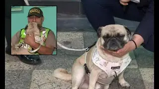 Pug agredido por su due&ntilde;o permanece al cuidado de la PNP