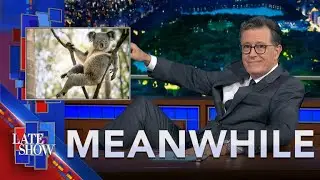 Meanwhile&hellip; Koala Chlamydia | Forever Chemicals In Beer | Fish Sex