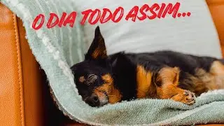 CACHORRO PREGUIÇOSO DORME O DIA TODO É NORMAL?