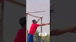 😱🕊️Wait for end #youtube #shorts #reels #viral #trending #bird #kbootar #kbooter #pigeon #1kviews