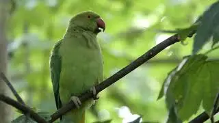 Jeune Perruche &agrave; collier   Psittacula krameri