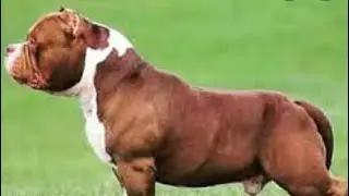 American Bully Grch Rocko Grandson & Debo son TKs Hercules op￼en for stud.
