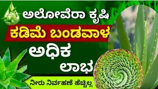 Aloe vera cultivation|ಅಲೋವೆರಾ ಕೃಷಿ 