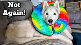 The TRUTH of Owning Huskies!  Back to the Emergency Vet!