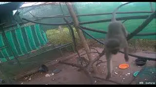 Vervet Monkey Foundation Live, Orphan Baby Monkey integration  D & D enclosure    Sunday 20 th  Feb