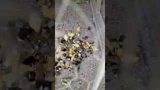 Boboci de rată