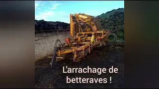 Arrachage de betteraves ! Conditions difficiles/2020