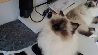 When the Cat Mafia Demands Tribute