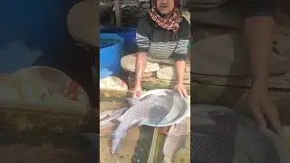 8 Kg Katla Fish - Price 4500 Tk BDT