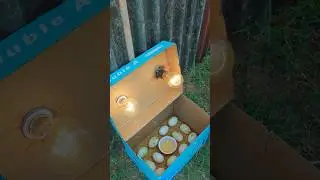 Incubator for duck eggs hatching in paper box #shortvideo